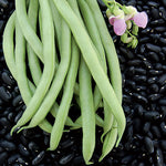 Bean, Black Valentine (organic)