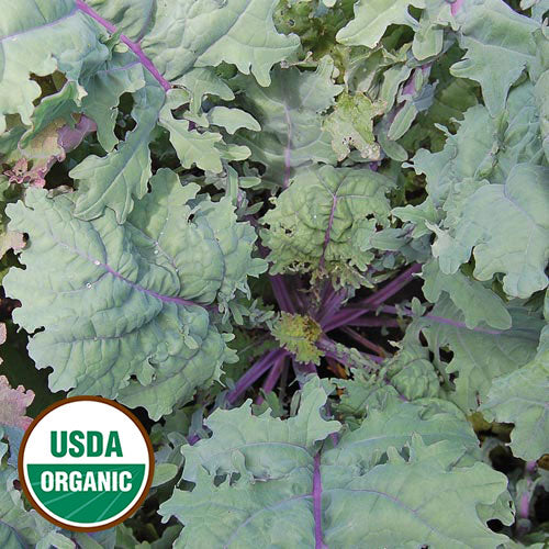Seed Savers Kale
