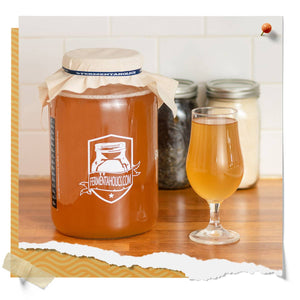 Jun Kombucha Scoby