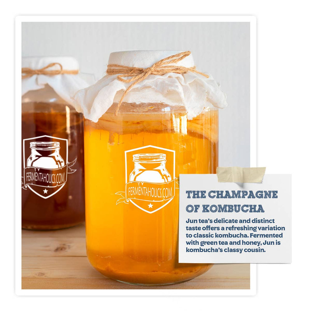 Jun Kombucha Scoby