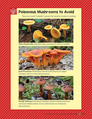 A Guide to Wild Food Foraging - Finding and Preparation