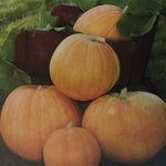 Squash, Big Max Pumpkin