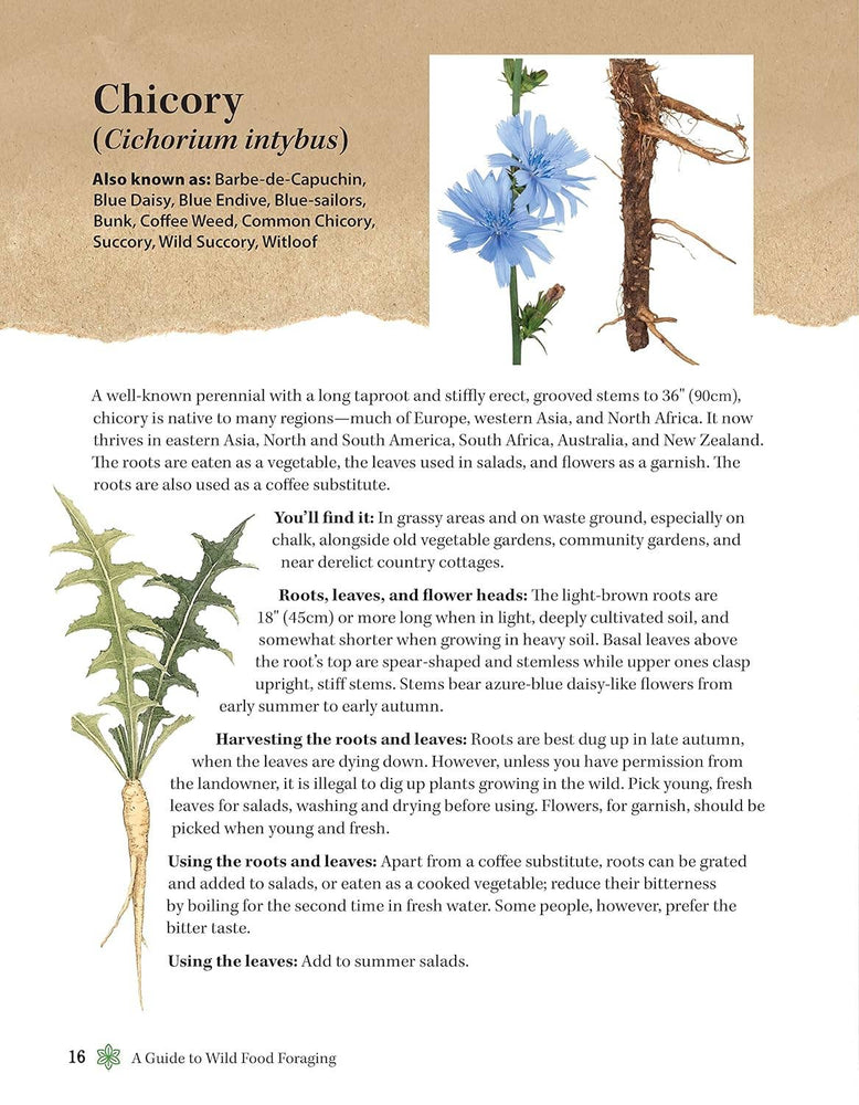 A Guide to Wild Food Foraging - Finding and Preparation