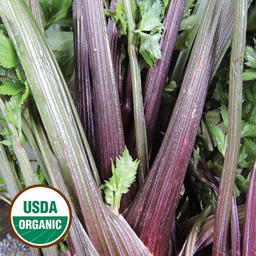 Celery, Pink Plume (organic)