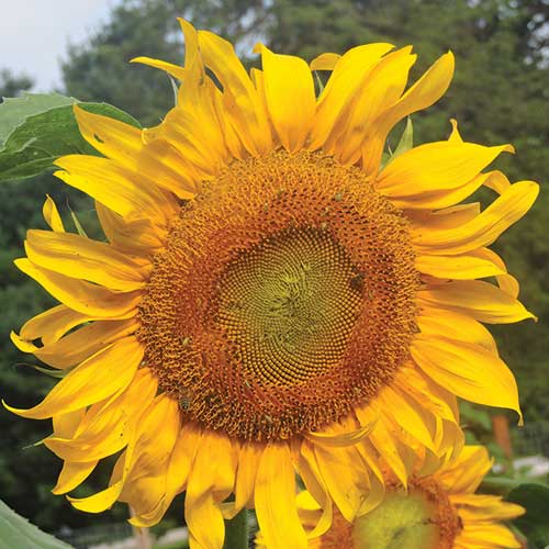 Sunflower, Mammoth Russian