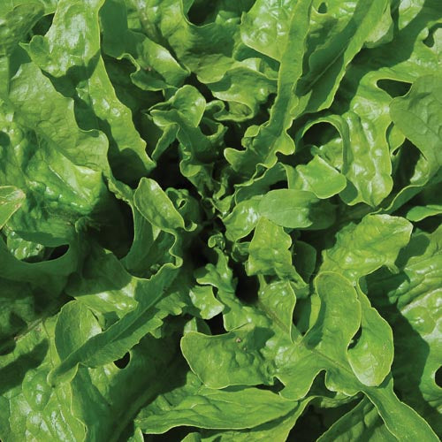 Lettuce, Green Oakleaf