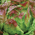 Lettuce, Merveille des Quatre Saisons