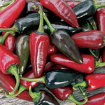 Pepper, Black Hungarian (organic)