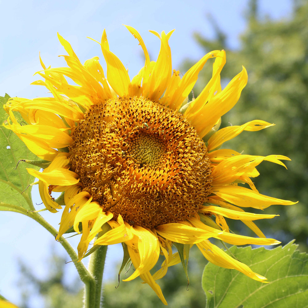 Sunflower, Rostov (organic)