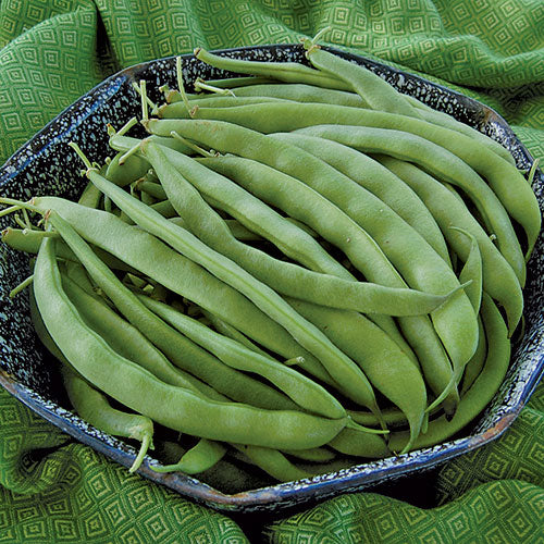 Bean, Bountiful (organic)