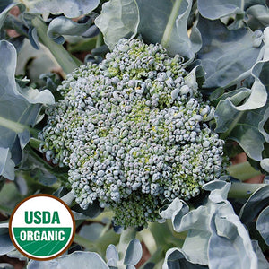 Broccoli, Calabrese (organic)