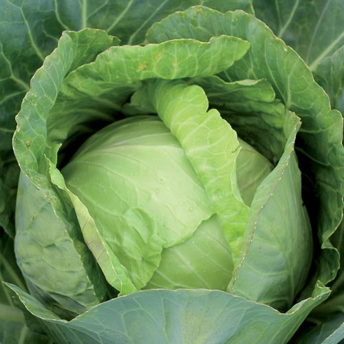 Cabbage, Copenhagen Market