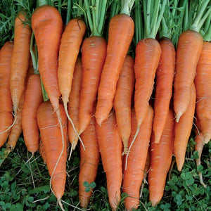 Carrot, St. Valery