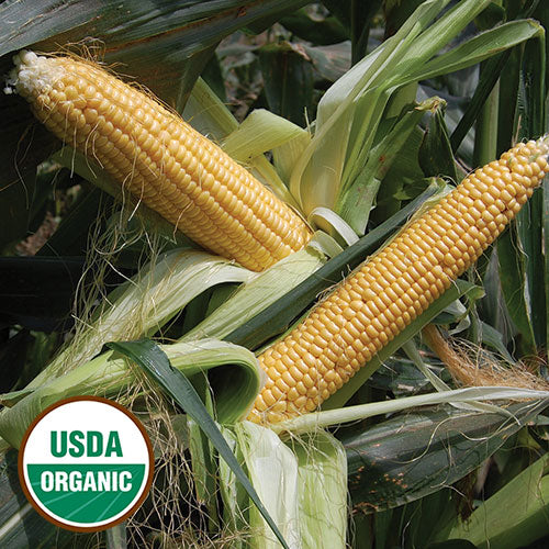 Corn, Golden Bantam Improved (organic)