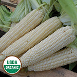 Corn, Stowell's Evergreen (organic)