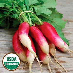 Seed Collection, Easy to Grow Favorites