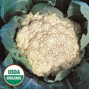 Cauliflower, Early Snowball (organic)