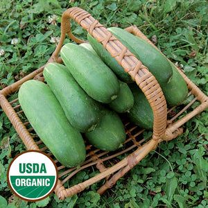 Cucumber, Double Yield (organic)