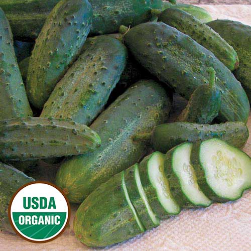 Cucumber, Snow's Fancy Pickling (organic)
