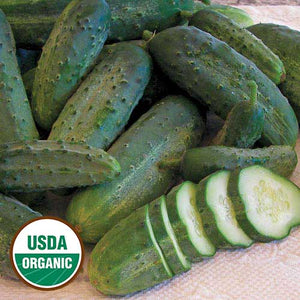 Cucumber, Snow's Fancy Pickling (organic)
