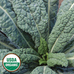 Kale, Lacinato (organic)
