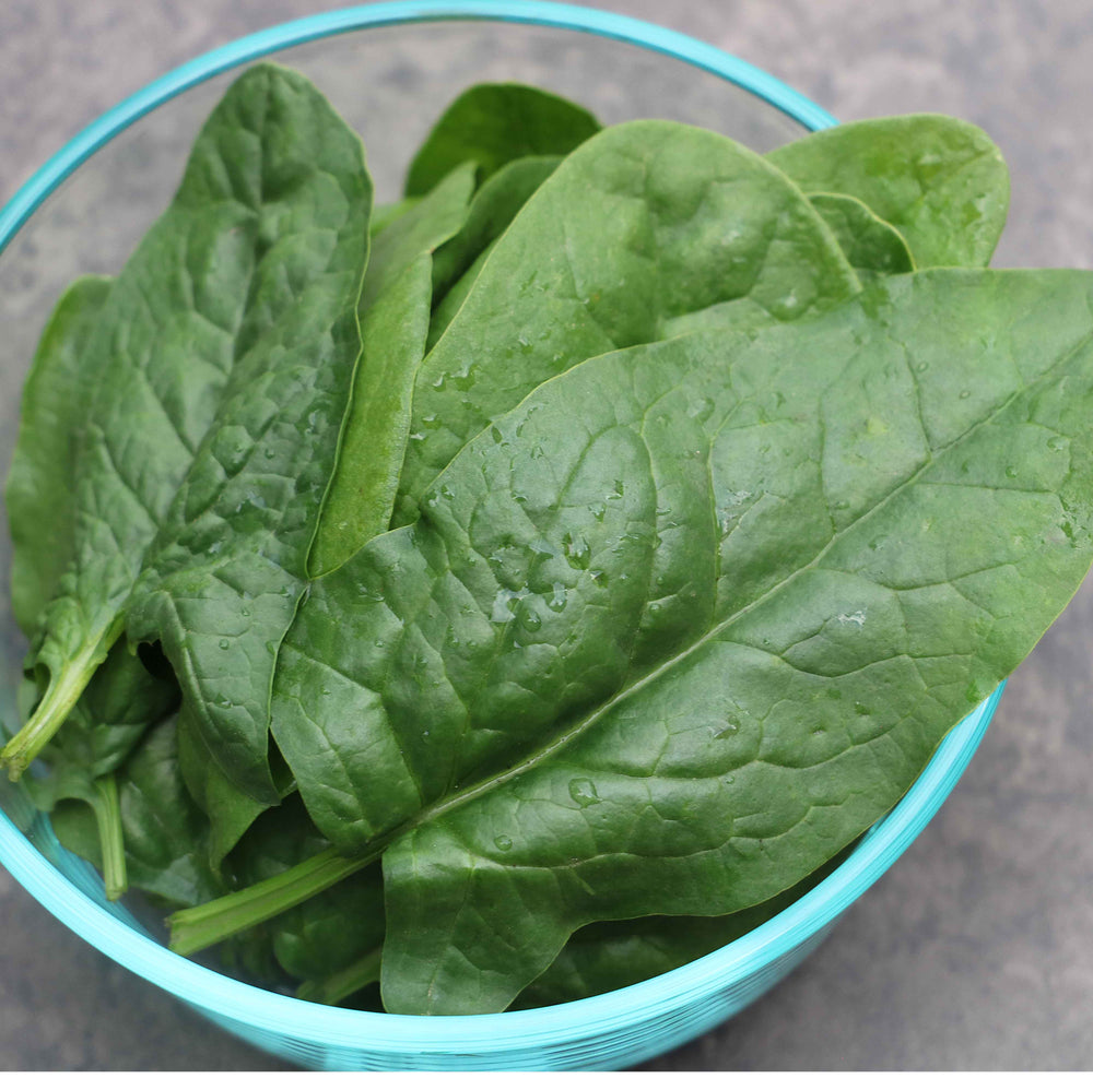 Spinach, Bloomsdale (organic)