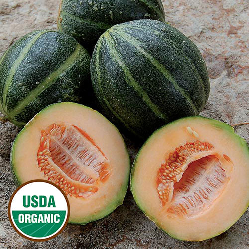Melon, Emerald Gem (organic)