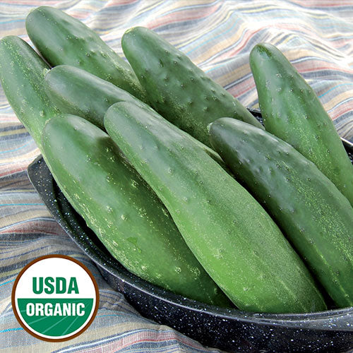Cucumber, Longfellow (organic)