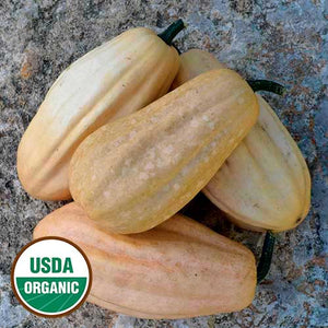 Squash, Fordhook Acorn (organic)