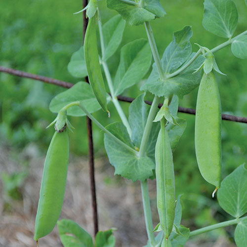 Pea, Sutton's Harbinger