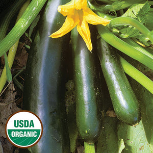 Squash, Black Beauty Zucchini (organic)