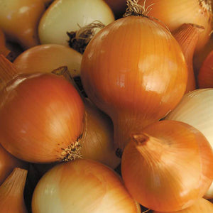 Onion, Yellow of Parma