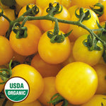 Tomato, Hartman's Yellow Gooseberry (organic)