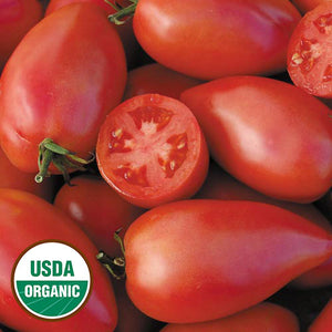 Tomato, Sheboygan (organic)