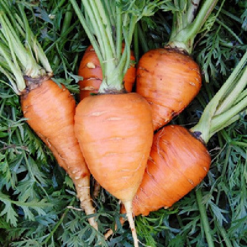 Carrot, Paris Market
