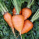 Carrot, Paris Market