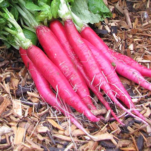 Radish, Cincinnati Market