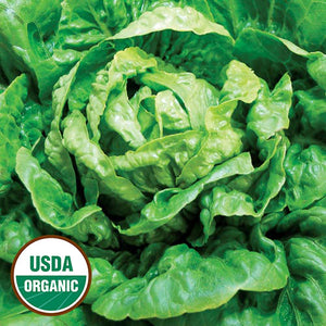 Lettuce, Winter Density (organic)
