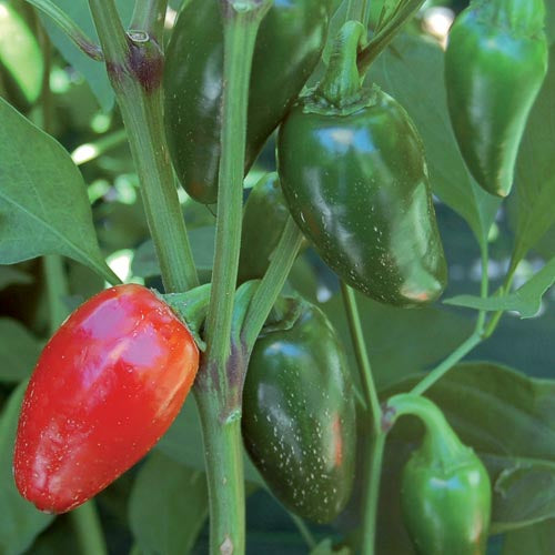 Pepper, Jalapeno (Traveler Strain)