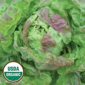 Lettuce, Gulley's Favorite (organic)