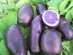 All Blue Seed Potatoes, Certified Organic  1 pound