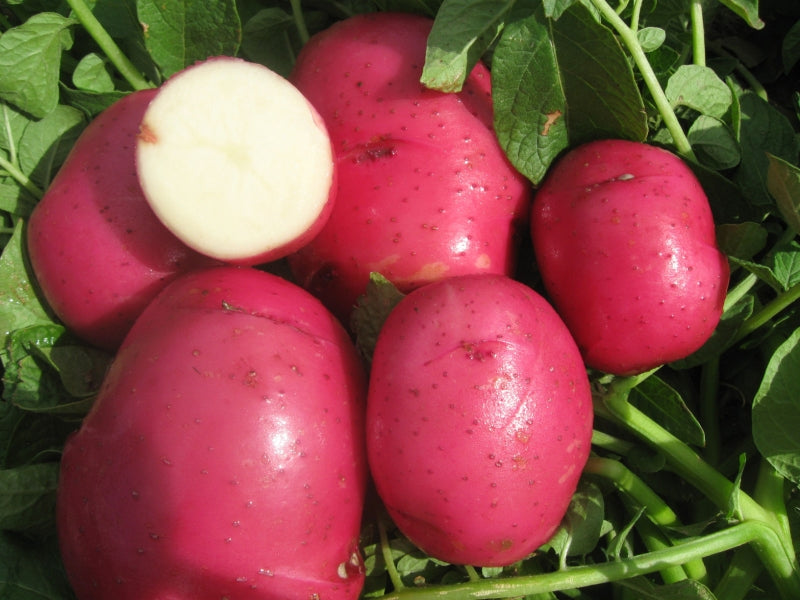 Dark Red Norland Seed Potatoes, Certified Organic  1 pound