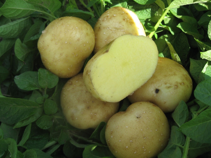 Old World Collection Seed Potatoes, Certified Organic  1 pound