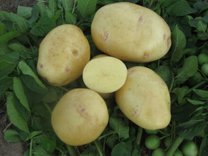 Yukon Gold Seed Potatoes, Certified Organic  1 pound